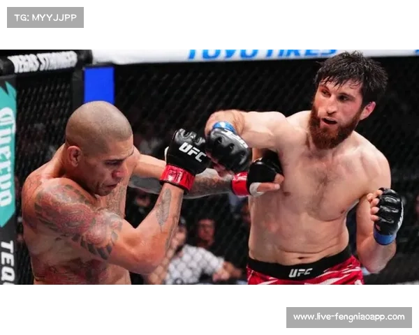 佩雷拉复仇安卡拉耶夫，轻重量级王座再起波澜